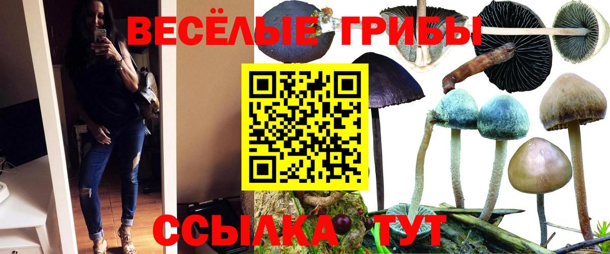 Галлюциногенные грибы Psilocybine cubensis Усть-Илимск